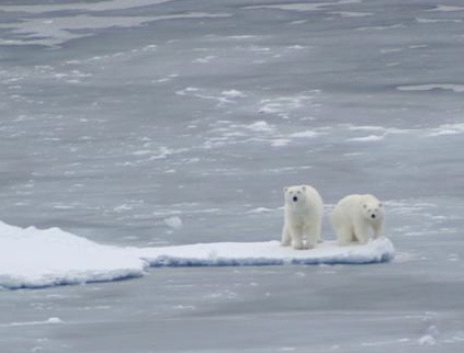 Name:  polar-bears.jpg
Views: 2043
Size:  30.9 KB