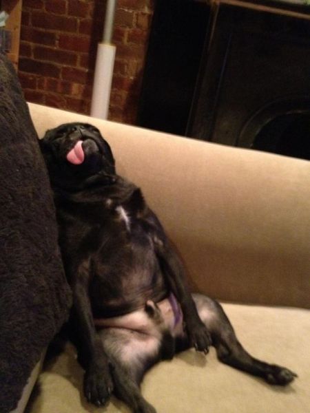 Name:  funny-pug-211.jpg
Views: 615
Size:  32.2 KB