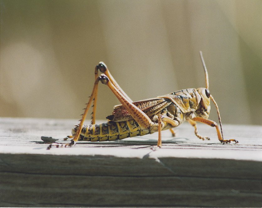 Name:  cricket.jpg
Views: 763
Size:  69.3 KB