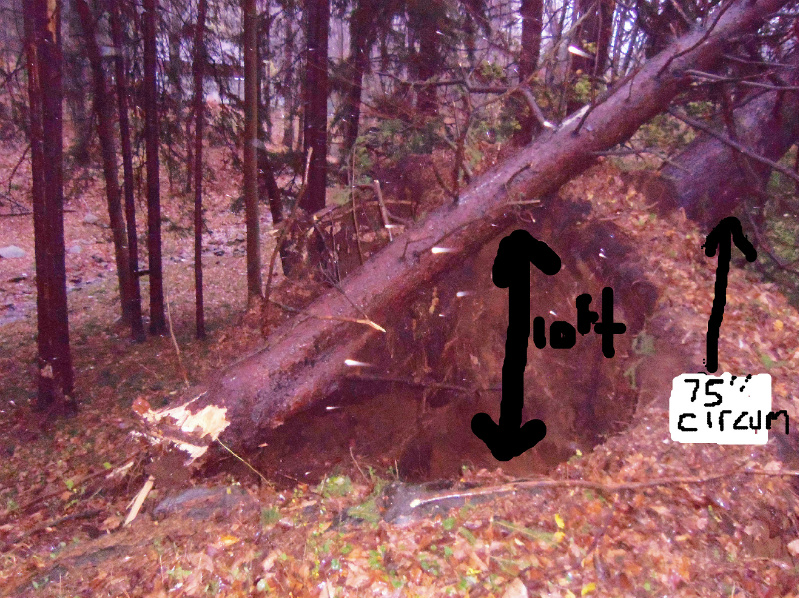Name:  tree.jpg
Views: 643
Size:  354.0 KB