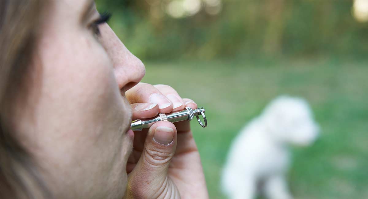 Name:  best-dog-whistle-header.jpg
Views: 263
Size:  32.2 KB