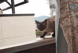 Name:  BL (6).gif
Views: 527
Size:  751.8 KB