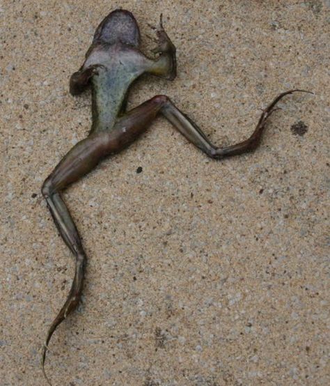 Name:  254cb6a11e0eb5bc1969974754fd6440--odd-world-frogs.jpg
Views: 776
Size:  58.8 KB