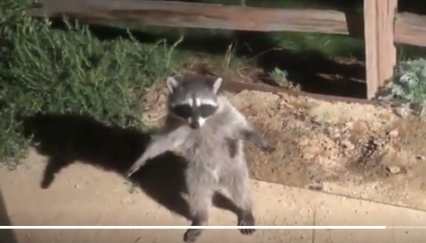 Name:  screencapture-ebaumsworld-videos-raccoons-attempt-to-act-natural-after-running-into-a-human-8615.png
Views: 399
Size:  199.0 KB