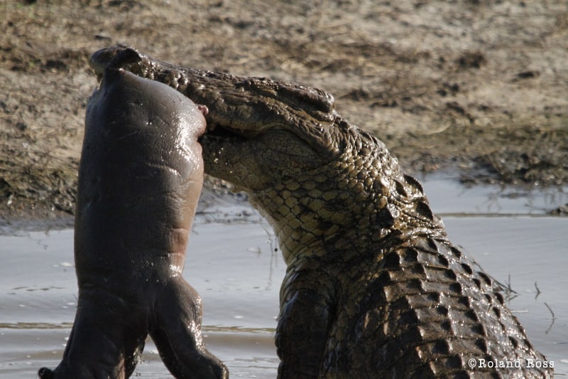 Name:  crocodile-vs-hippo-Tracking-the-wild-4.jpg
Views: 784
Size:  82.2 KB