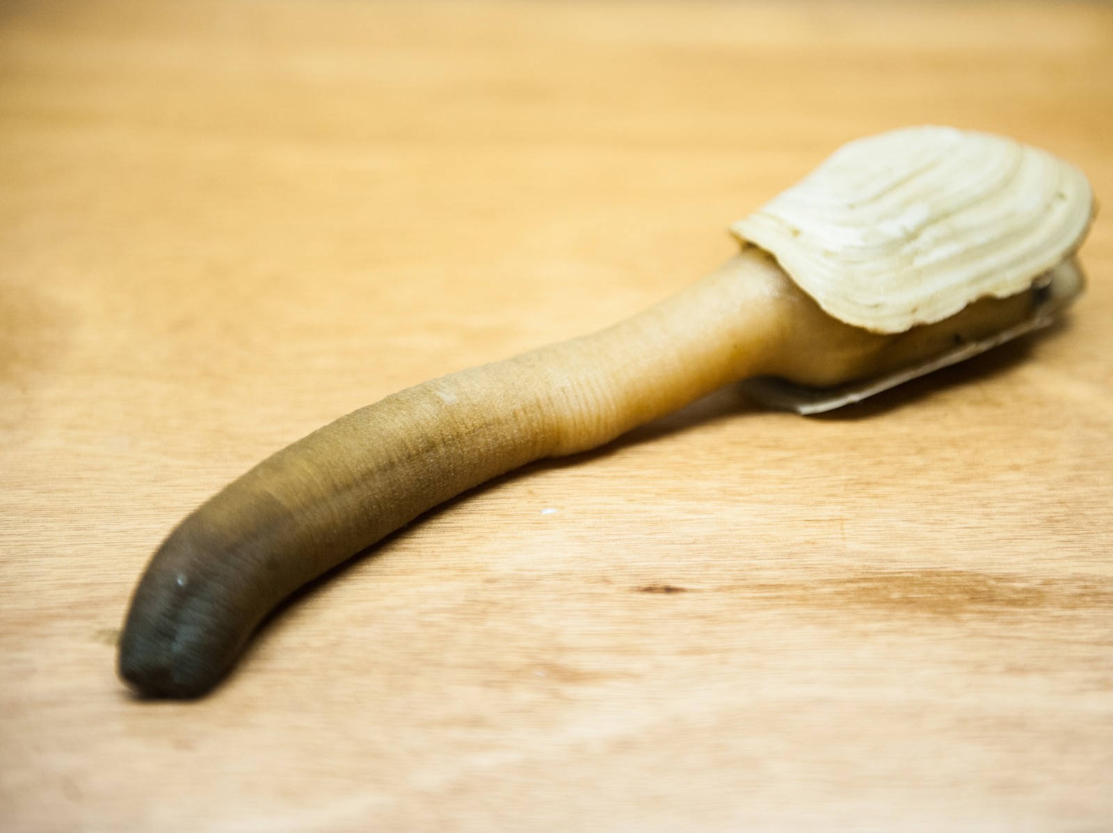 Name:  geoduck.jpg
Views: 673
Size:  218.0 KB