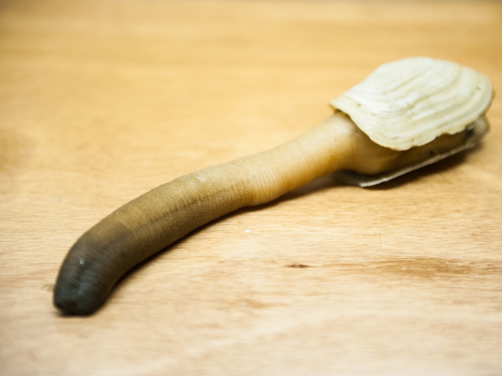 Name:  geoduck.jpg
Views: 390
Size:  218.0 KB