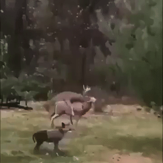 Name:  deer.gif
Views: 549
Size:  1.86 MB