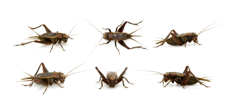 Name:  six-crickets-featured-image-final.jpg
Views: 332
Size:  45.1 KB