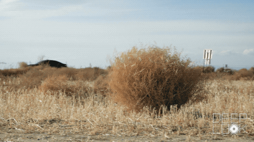 Name:  DL_508Tumbleweed_TUMBLEWEED_ROLLS_NEXT_TO_FREEWAY.gif
Views: 312
Size:  1.53 MB