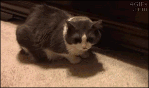Name:  tumblr_ns7dp3ZqEt1s391qwo1_400.gif
Views: 452
Size:  1.99 MB