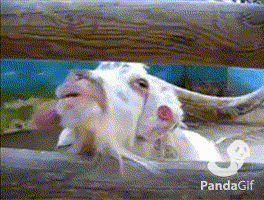 Name:  5DE0FA96-4B1F-4B4D-954B-C51CE96F6551.gif
Views: 353
Size:  2.46 MB