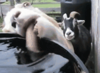Name:  79815F59-CB5F-4B85-97AC-D9C60358E2BE.gif
Views: 326
Size:  893.3 KB