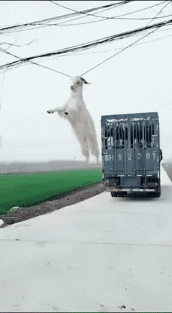 Name:  F55CCAF0-501A-4DD9-91A1-497B1542C4DA.gif
Views: 330
Size:  4.26 MB