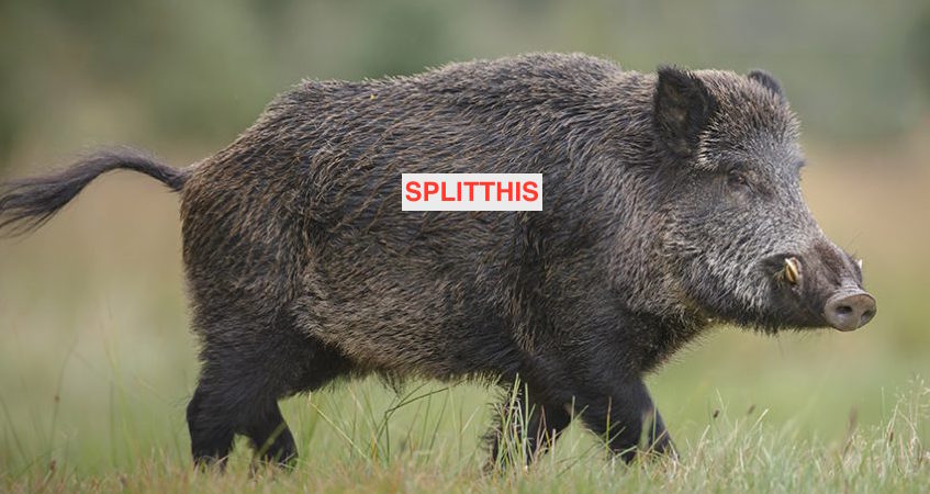 Name:  wild-pigs-2-1024x576.jpg
Views: 450
Size:  77.6 KB