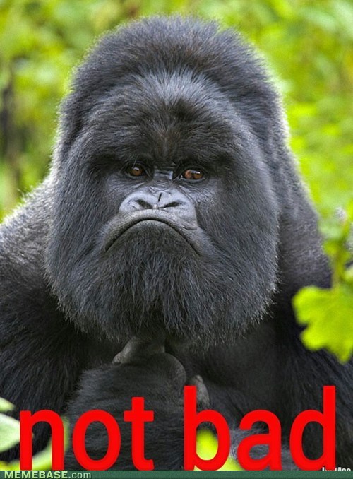 Name:  internet-memes-not-bad-gorilla.jpg
Views: 1314
Size:  91.8 KB