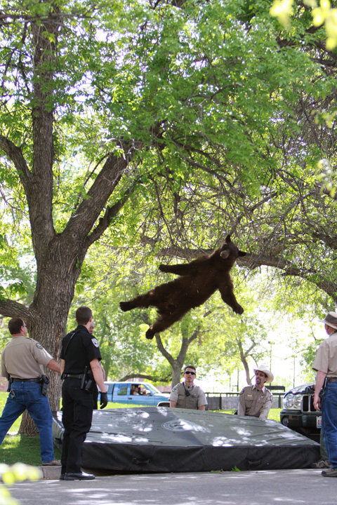 Name:  bear-tranquilized.jpg
Views: 909
Size:  247.1 KB