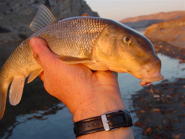 Name:  suckerfish.JPG
Views: 1153
Size:  40.1 KB
