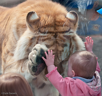 Name:  lion-trap.jpg
Views: 235
Size:  149.8 KB
