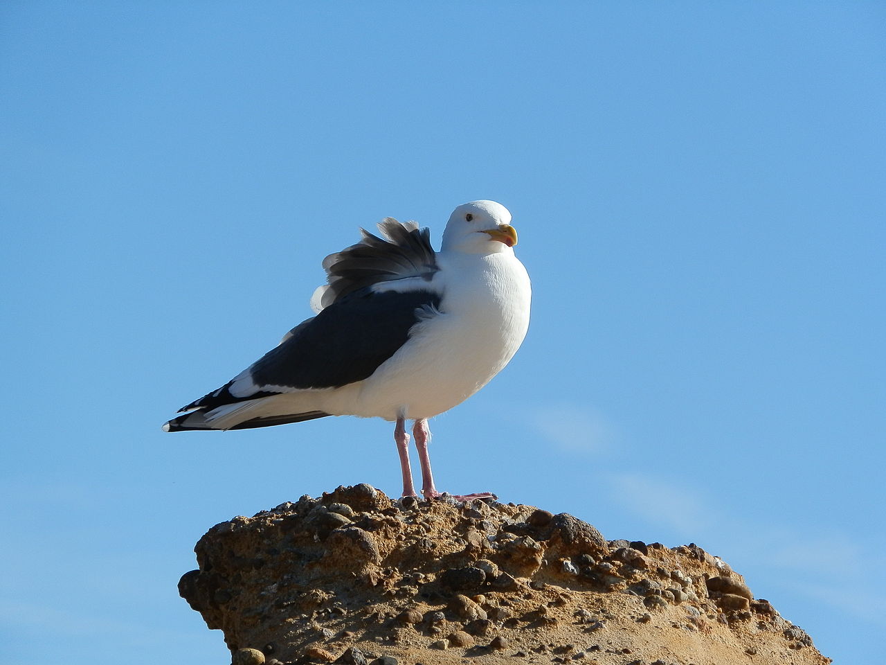 Name:  Seagull.jpg
Views: 92
Size:  127.9 KB