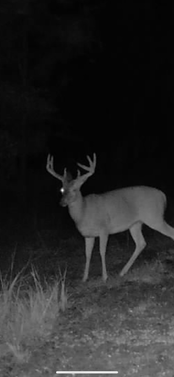 Name:  bigbuck1.jpg
Views: 223
Size:  60.8 KB