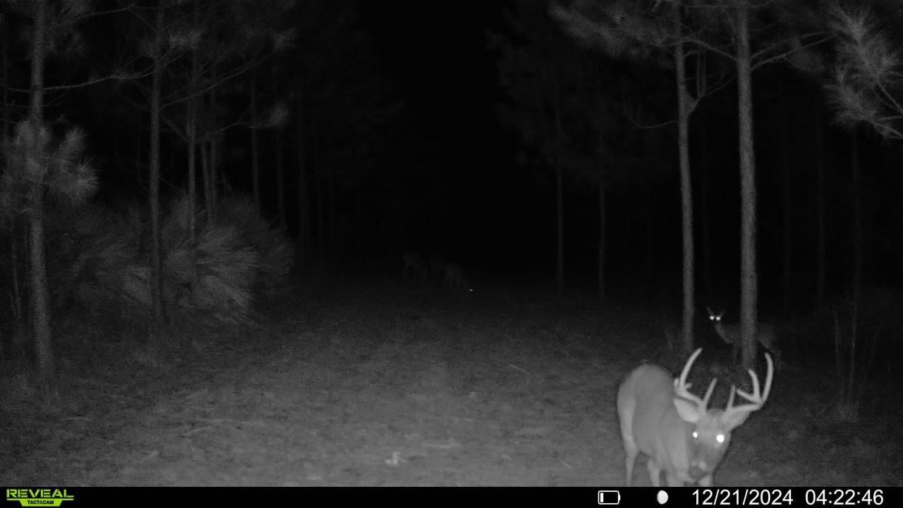 Name:  bigbuck2.12.21.24.jpg
Views: 215
Size:  70.4 KB