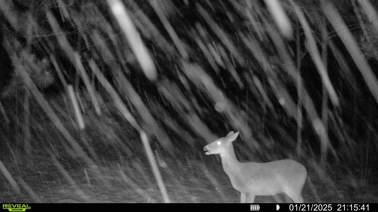 Name:  deer.feeding.snow2.1.21.25.jpg
Views: 105
Size:  122.1 KB