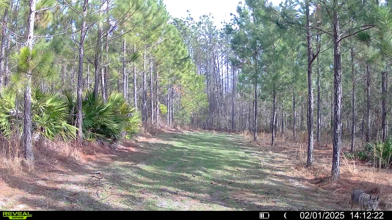 Name:  coyote1.2.2.25.jpg
Views: 69
Size:  196.1 KB