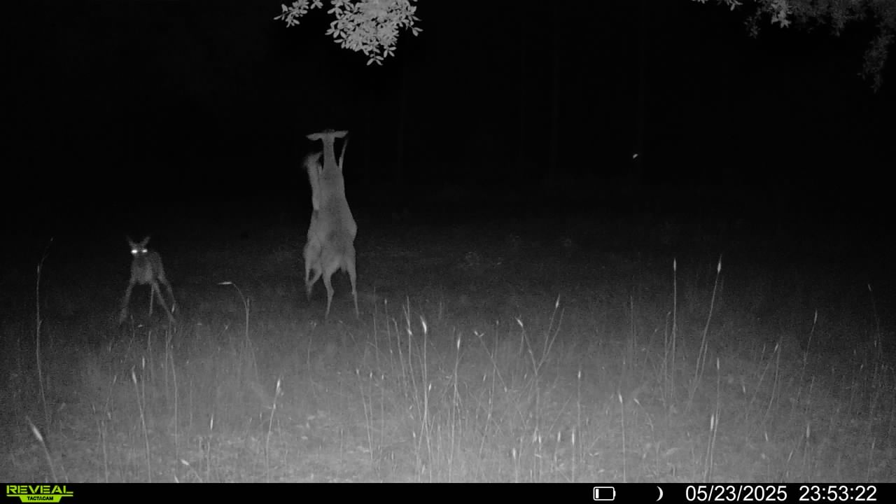 Name:  deer.fighting.5.23.25.jpg
Views: 44
Size:  68.1 KB
