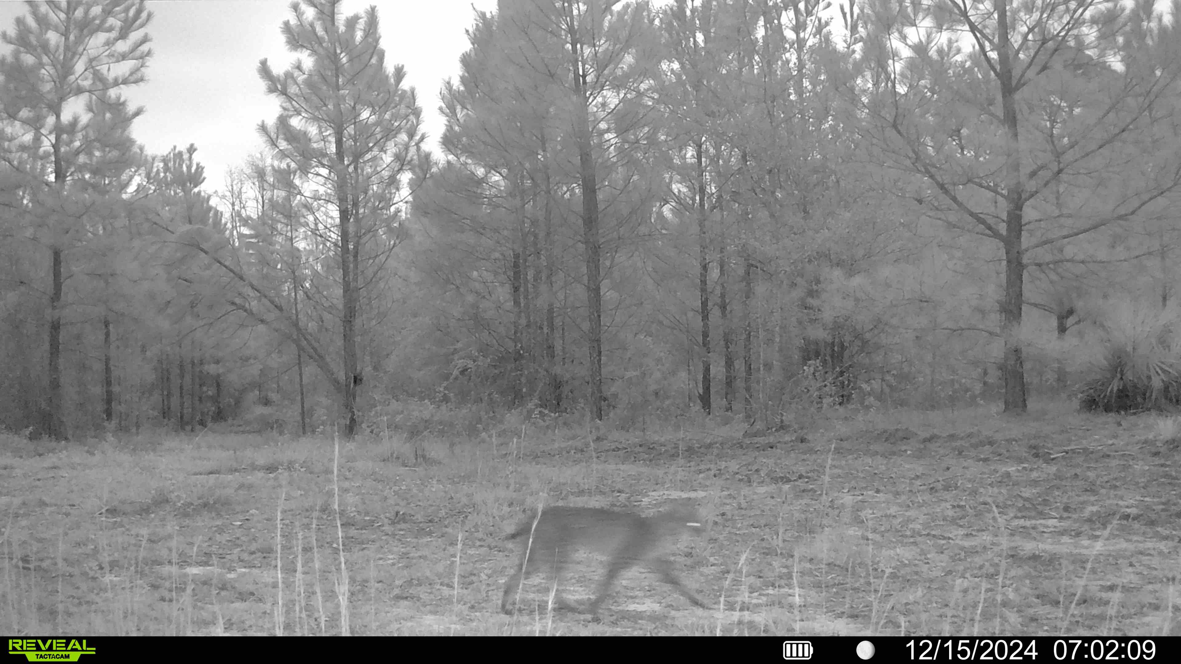 Name:  bobcat.12.15.24.jpg
Views: 24
Size:  373.1 KB
