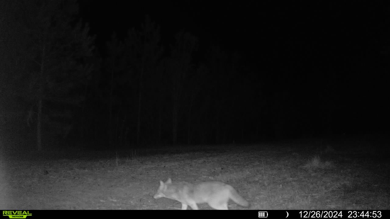Name:  fox1.12.26.24.jpg
Views: 24
Size:  53.6 KB