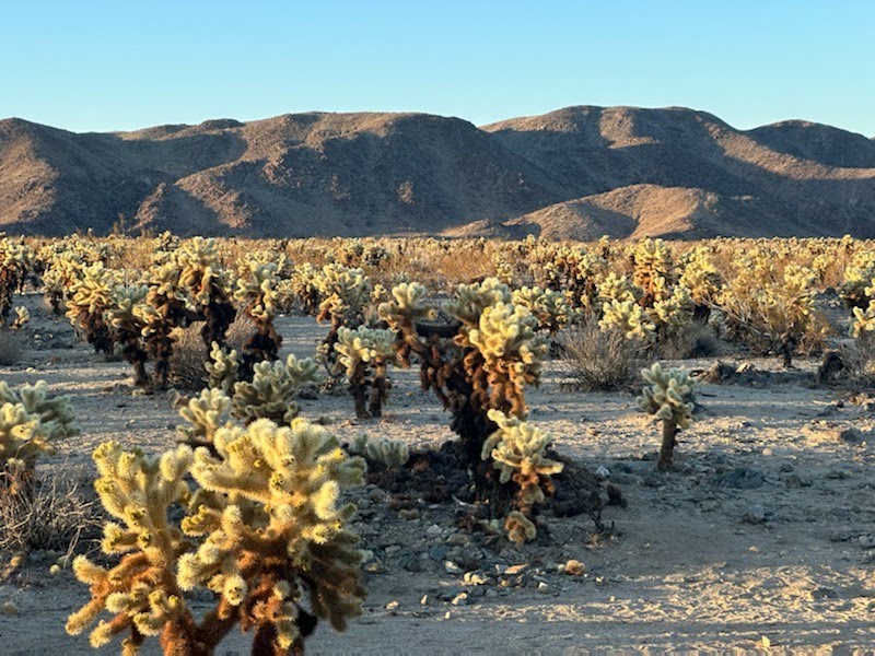 Name:  cacti-field-thorny.jpg
Views: 45
Size:  144.1 KB