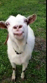 Name:  IMG_3237.gif
Views: 91
Size:  2.09 MB