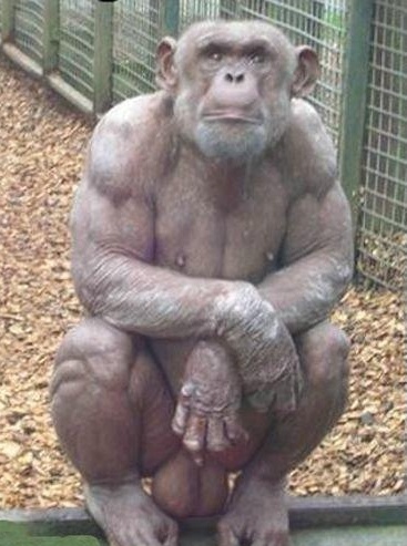 Name:  shaved-chimp.jpg
Views: 644
Size:  72.6 KB