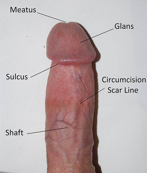 Name:  510px-Circumcised_penis_edit.jpg
Views: 610
Size:  35.8 KB