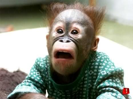 Name:  shocked-monkey-funny-face.jpg
Views: 359
Size:  18.2 KB