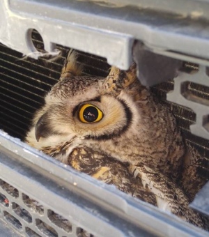 Name:  owl-camrose.jpg
Views: 241
Size:  57.4 KB