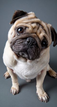 Name:  f17ca4ed36b483b181b498fb49edffc7--cute-pugs-pug-dogs.jpg
Views: 1282
Size:  20.0 KB