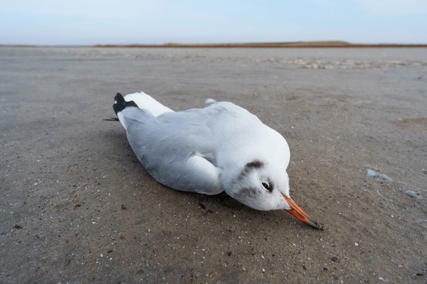 Name:  dead-bird-on-sand-seagull-600nw-2112749135.jpg
Views: 153
Size:  62.3 KB
