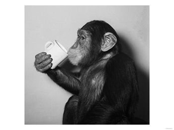 Name:  chimp-drinking-tea.jpg
Views: 245
Size:  11.1 KB