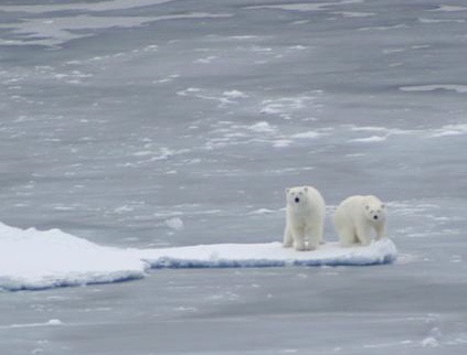 Name:  polar-bears.jpg
Views: 2029
Size:  30.9 KB