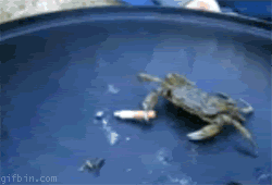 Name:  1281004519_smoking-crab-deal-with-it.gif
Views: 179
Size:  581.5 KB