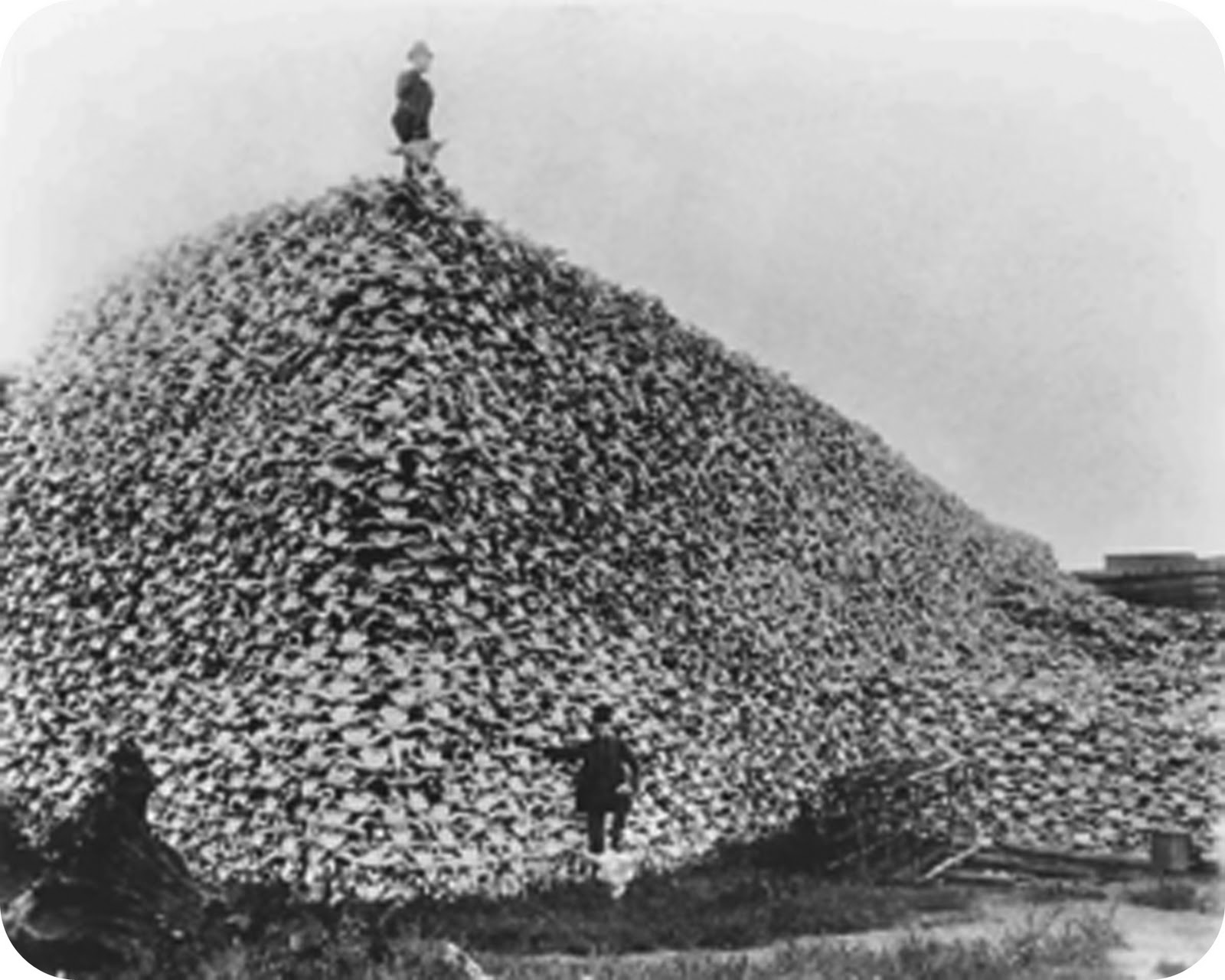 Name:  Bison_skull_pile.jpg
Views: 1160
Size:  200.0 KB