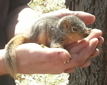 Name:  squirrel_in_house.PNG
Views: 1316
Size:  247.4 KB