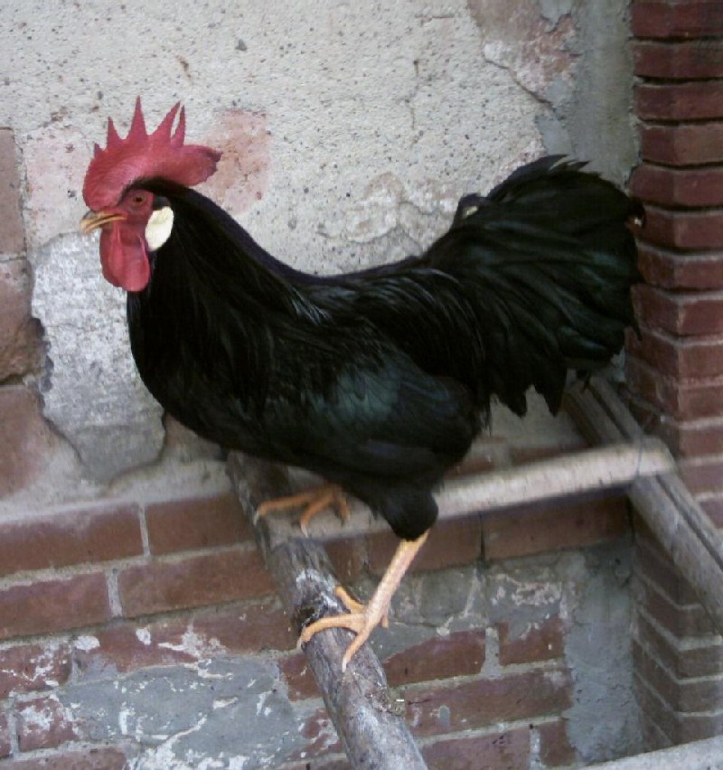 Name:  livornese_gallo.JPG
Views: 762
Size:  145.9 KB