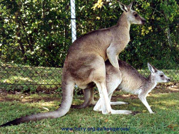 Name:  mating-kangaroos-1.jpg
Views: 685
Size:  60.4 KB