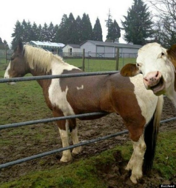 Name:  o-COW-PHOTOBOMBS-HORSE-570.jpg
Views: 368
Size:  77.4 KB