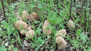 Name:  morel.jpg
Views: 251
Size:  16.5 KB