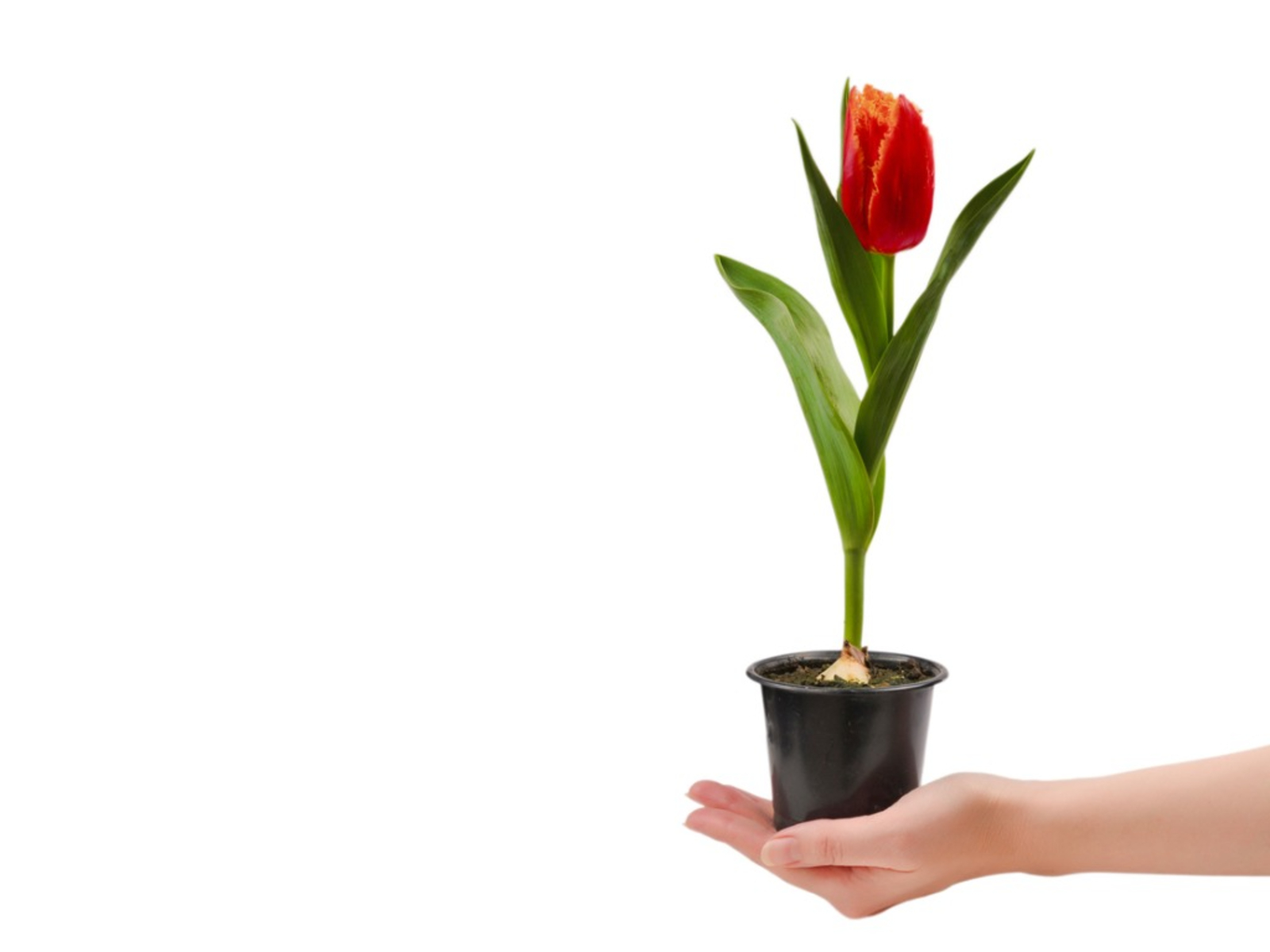 Name:  tulip-in-a-pot.jpg
Views: 230
Size:  222.8 KB