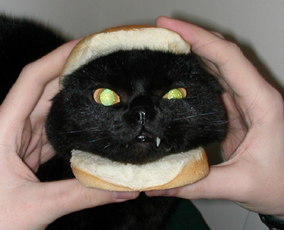 Name:  catburger.jpg
Views: 454
Size:  121.1 KB